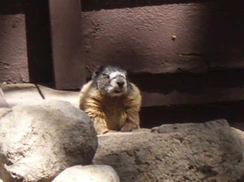 A marmot