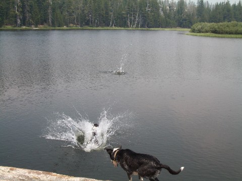 The Stock Dogs Enjoyed Their Lunch Time Too