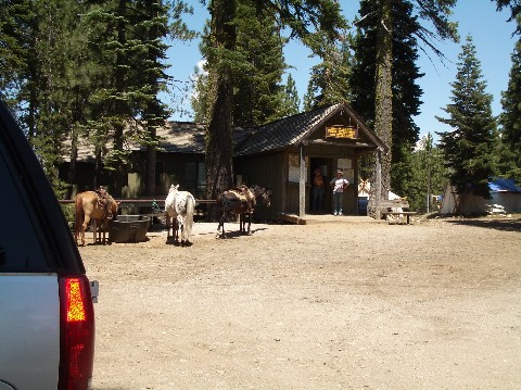 These Are the Beautiful Horses We Rented